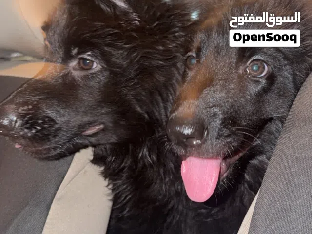 جيرمن شيبرد شو لاين بلاك جاك بيعه مستعجله