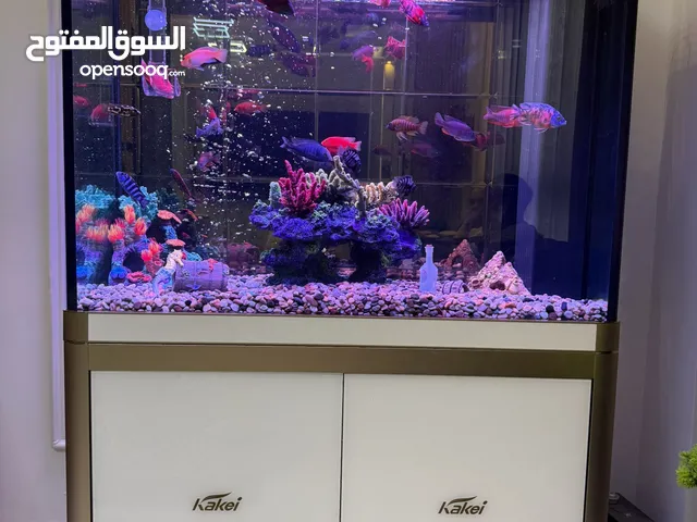 للبيع - حوض أسماك فاخر مع أسماك السيكليد الإفريقي