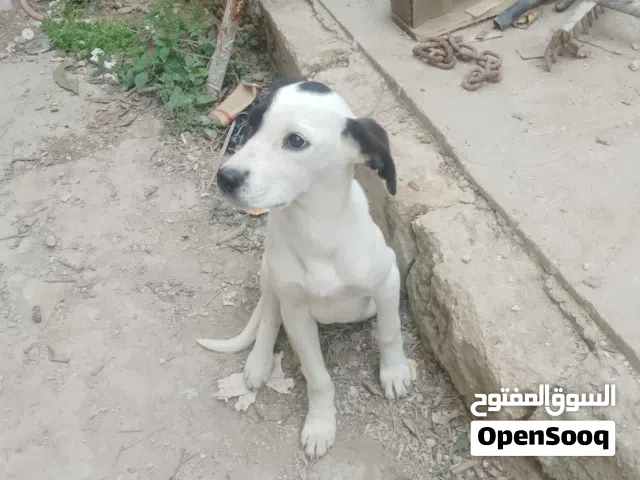 موجود جرو عمرو 3 اشهر بندوق الابو بيتبول ول ام بوينتر الغني عن التعريف ملك الصيد اقرا الوصف