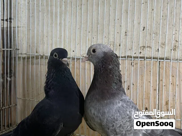 للبيع حمام صنعاوي منتج