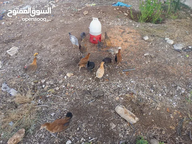 صيصان للبيع