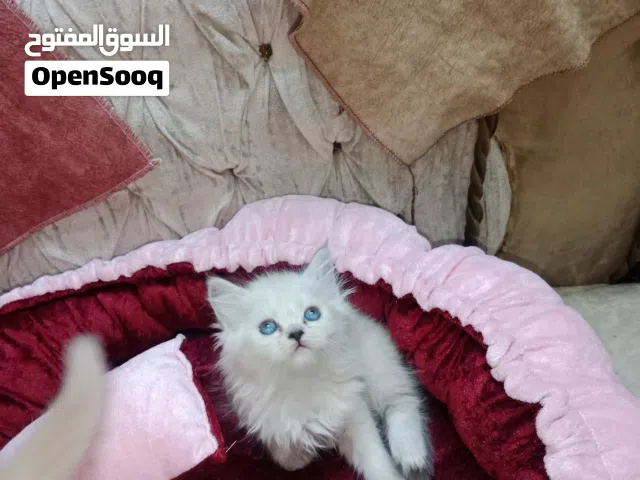 قطط شيرازي مون فيس كيتن