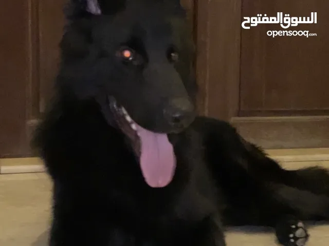جيرمن شيبر بلاك جاك ذكر ميديم هير