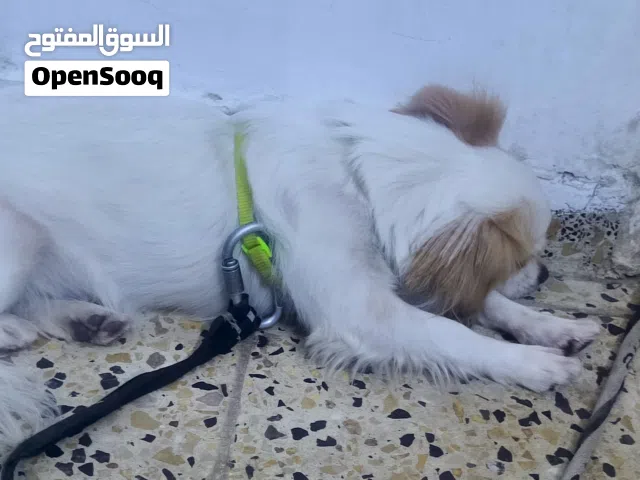 كلب زينة لولو