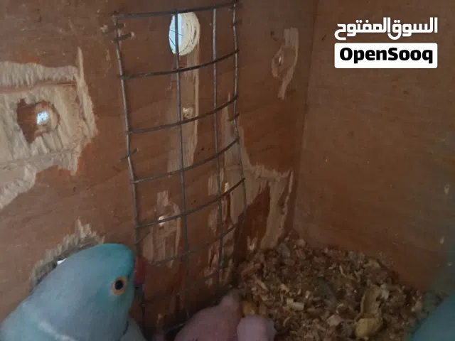 للبيع فروخ متوا ازراق