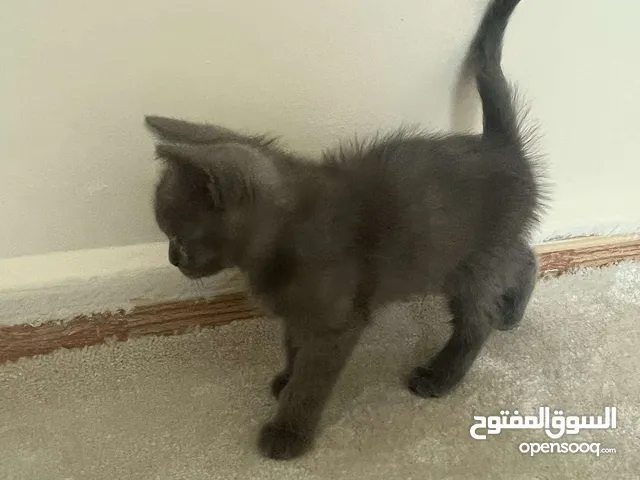 بسه عمر شهرين ونص بسعر 60 دينار التواصل على الواتس