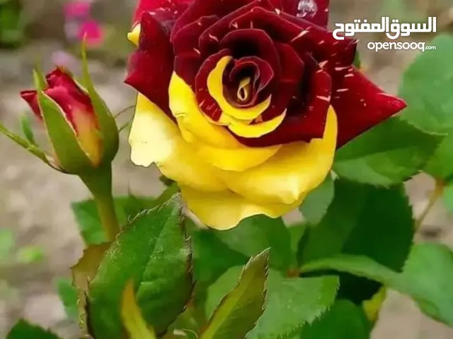 تنسيق حدائق خاصه والعامة على حسب المساحه.وتركيب شبكة الري و يوجد جميع الانواع الاشجار المثمرة