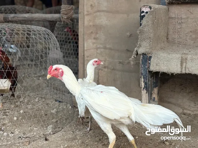 ديك ودجاجاه فيتر