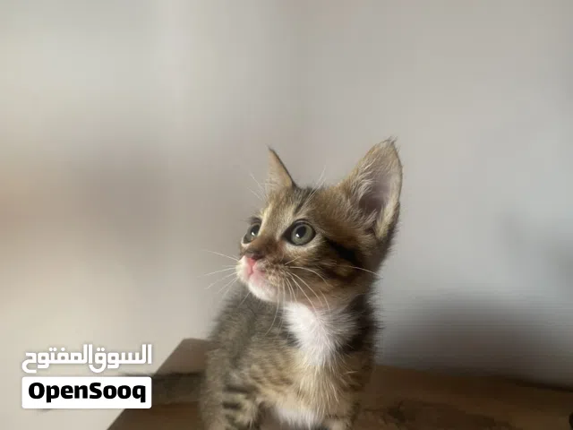 قط للتبني عمره 20 يوم