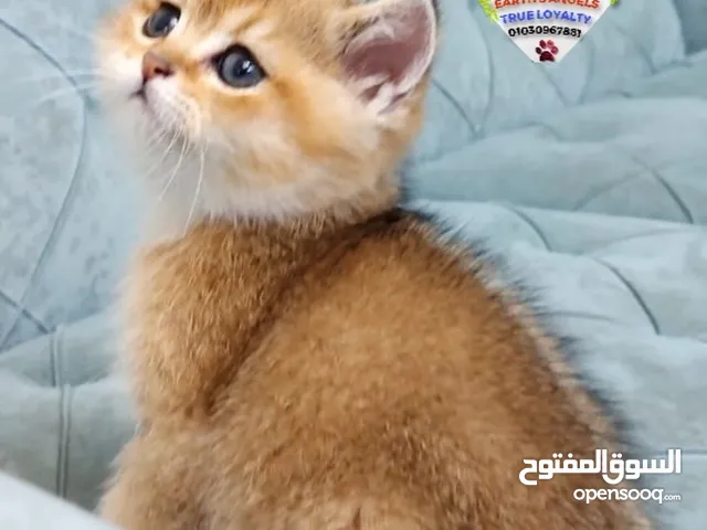 قط ذكر سكوتش سترايت كيتن Scottish Fold