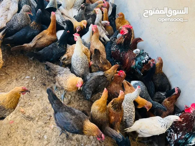 مطلوب دجاج عربي عادي اي كميه