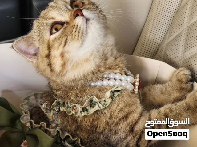 Pure Scottish Fold and British short-hair Female