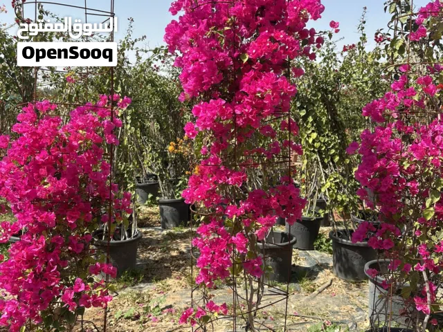 نباتات وتنسيق حدائق