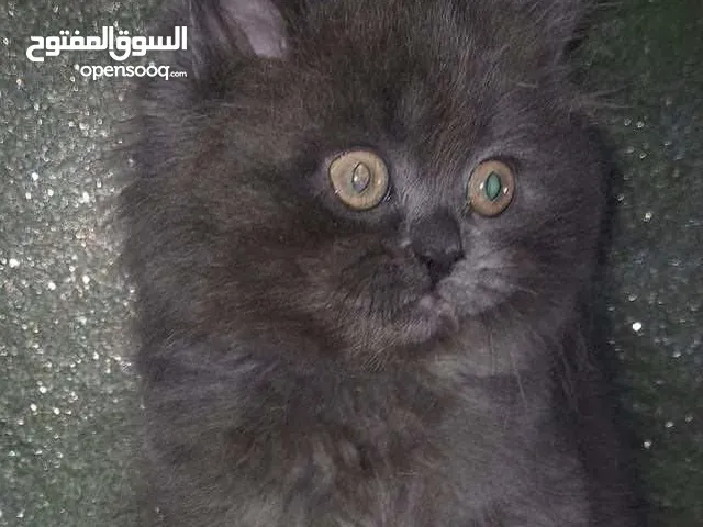 ذكر بريتش شهرين
