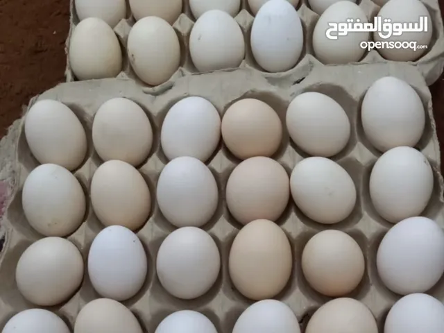 بيض مخصب الشيت ريالين