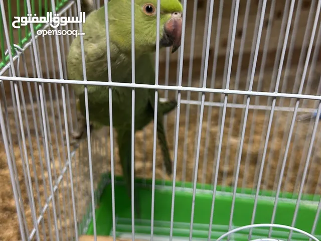 ببغاء الدره