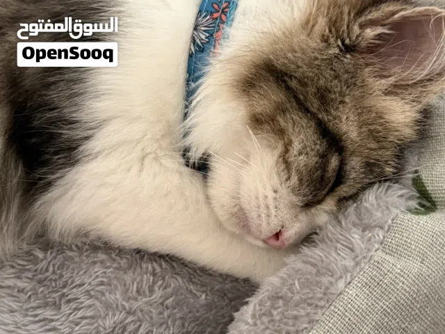 قط شرازي عمر 4 شهور