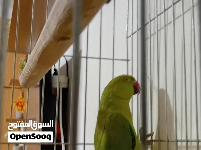 درة فحل للبيع حبه صحه ونظافه نخب