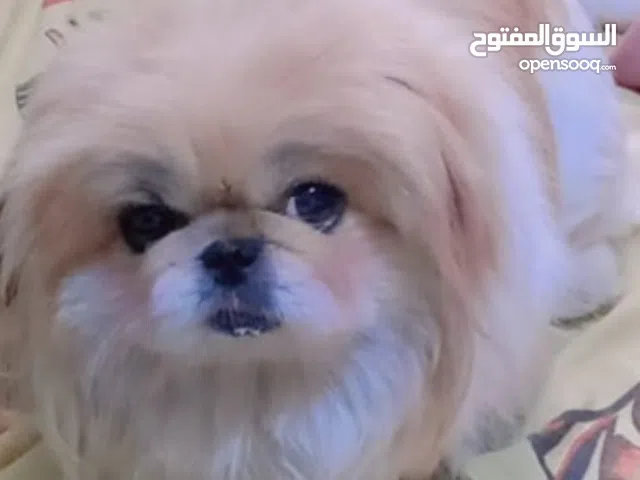 كلبة بيكنواه هادية من اب مستوى