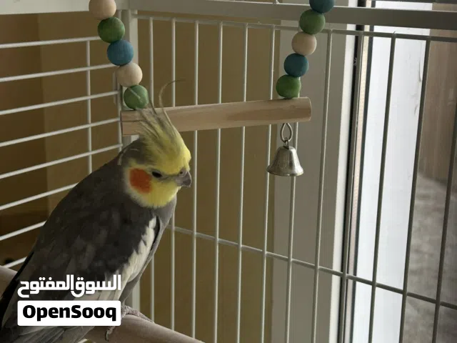 Cocktail bird and beautiful cage
