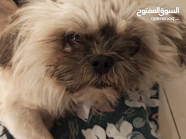 كلب شيتزو ذكر للبيع