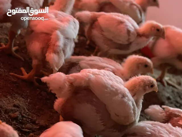 دجاج النوع الابيض للبيع