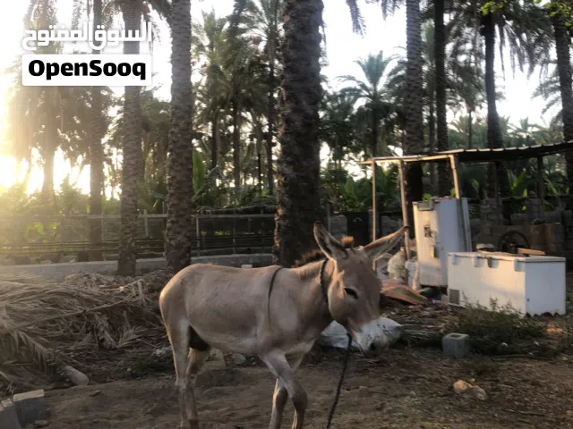 حمار  امره طيه  الموع ذكر  الموقع الهبار  السعر  25 قابل لتفاوض