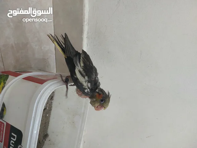 فرخ كوكاتيل غر