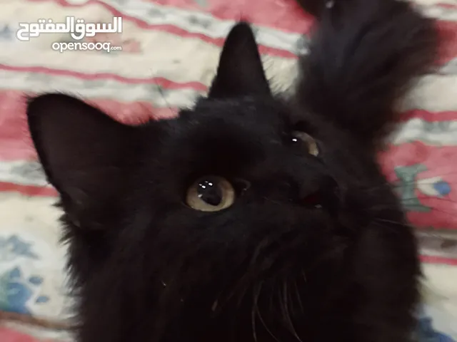 قط متعود ع لتر بوكس مقزم وشعر طويل لتر بوكس مفتوح