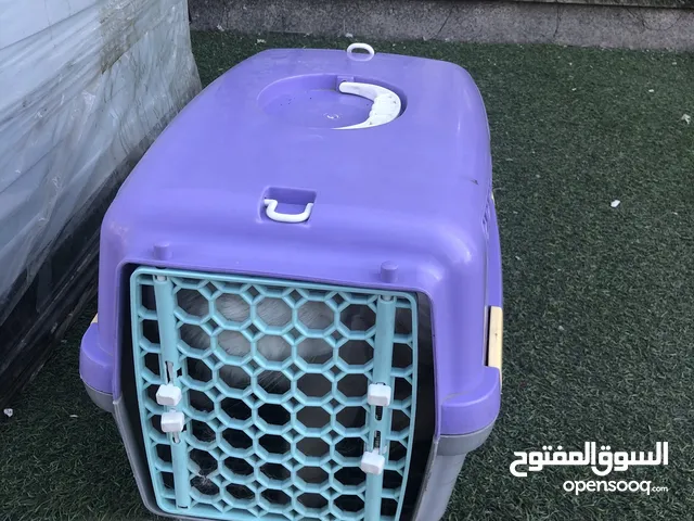 قط شيرازي كبيرر جميل جدآ مع بيت للبيع