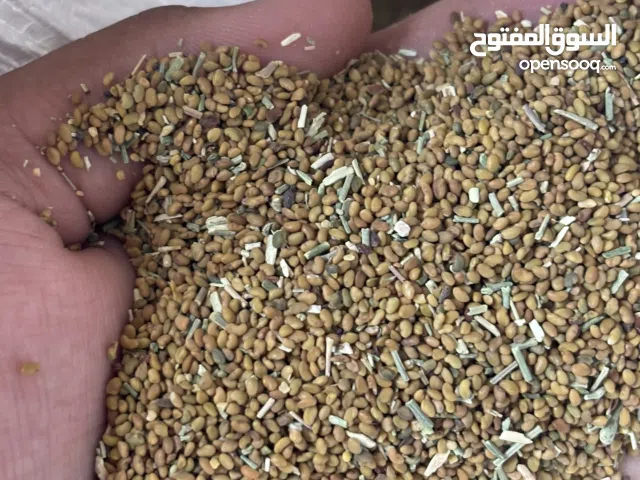 بذر قت عماني اصيل عمر اكثر من ثلاث سنوات