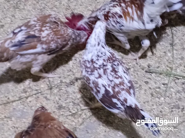 دجاج درد الباكله شرط الصحه ملقحات زيتي