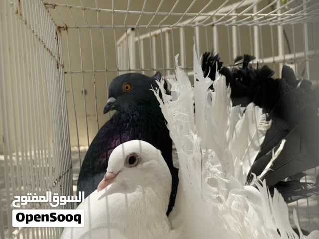 زوج حمام شمسي للبيع