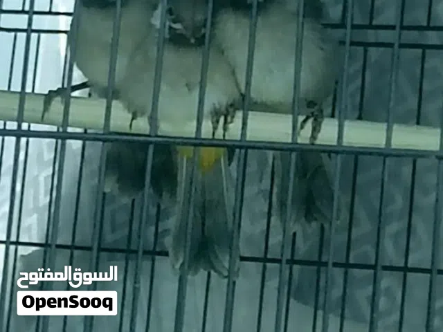 سماوه قضاء الوركاء بلابل ابيض الخدين سعر الوحد 100 اليفات كلشش حبابات ليفات قفص