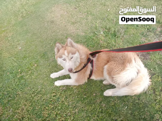 كلبه هاسكى للبيع