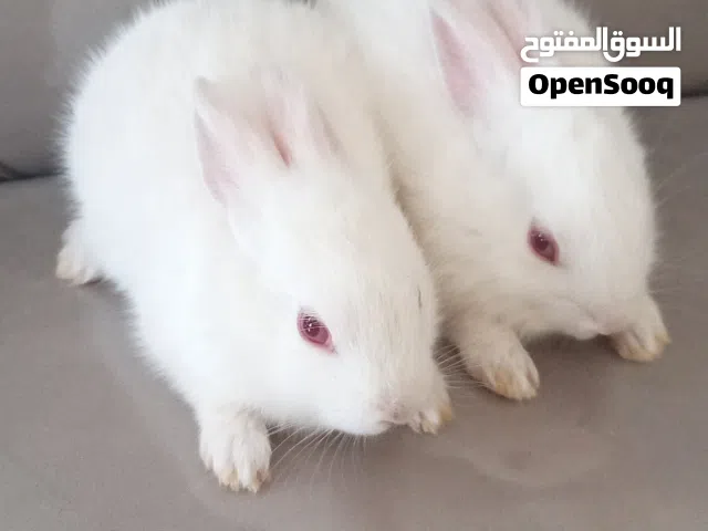 ارانب جميلات