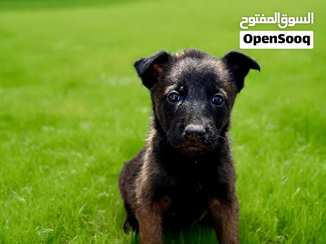 جراء مالينوا