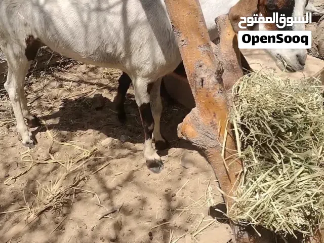 شاه صلاليه مع ولدها حلال طيب