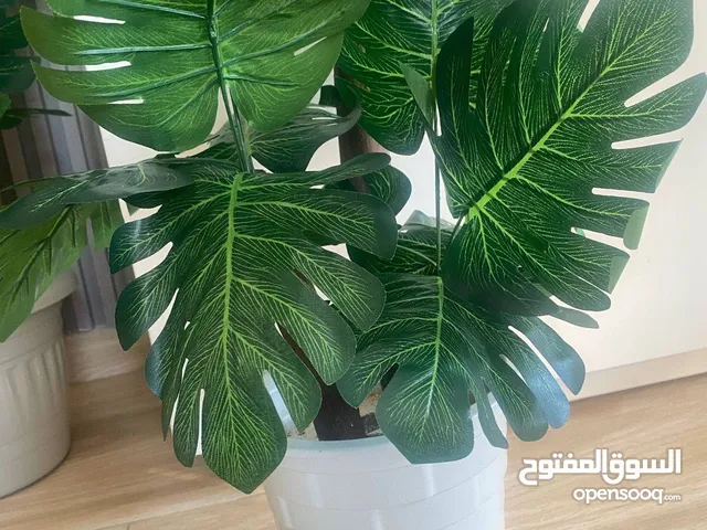 اشجار زيينه