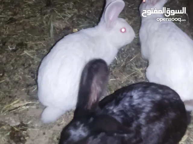 ارانب بلدي للبيع