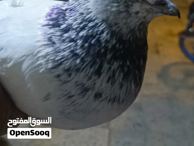 تار فحل مال صيد الوصف مهم