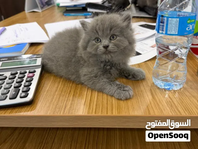 شيرازي العمر شهر ونص