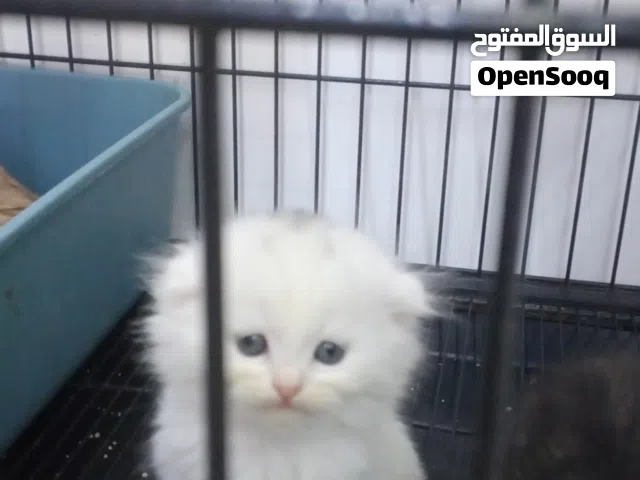 Scottish fold mix 2month's