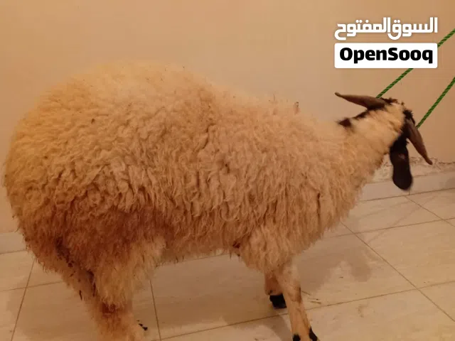سلام عليكم لليبيع