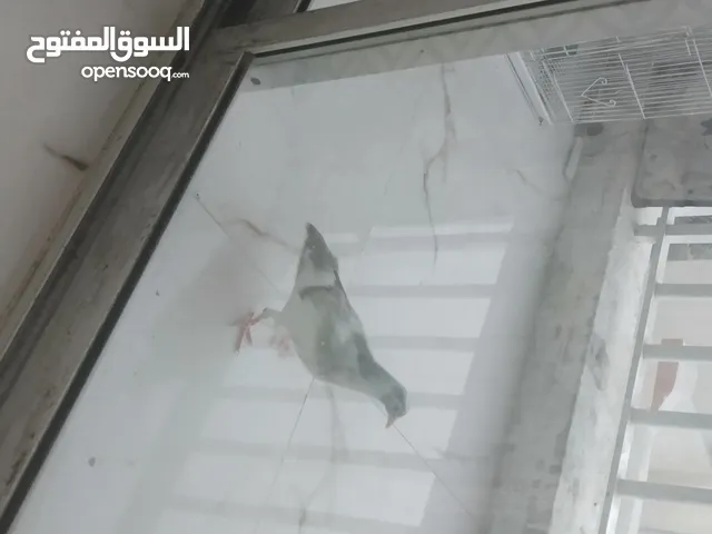 مطلوب حمام زاجل بسعر مناسب