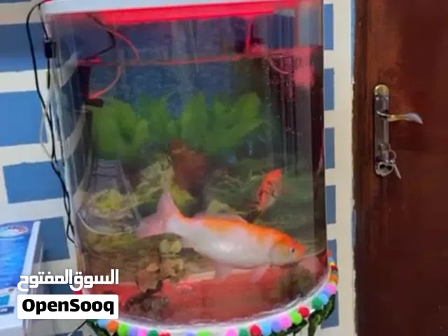 Fish with tank for sale very good condition with all equipment price only 30 kd