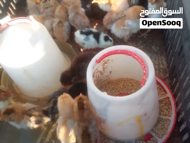 شوشاو دجاج