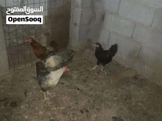 بيع بسعر 45 دينار