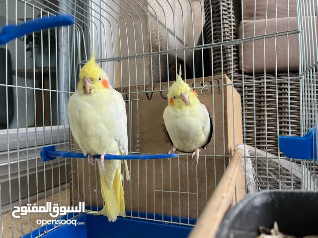 عصافير كوكتيل