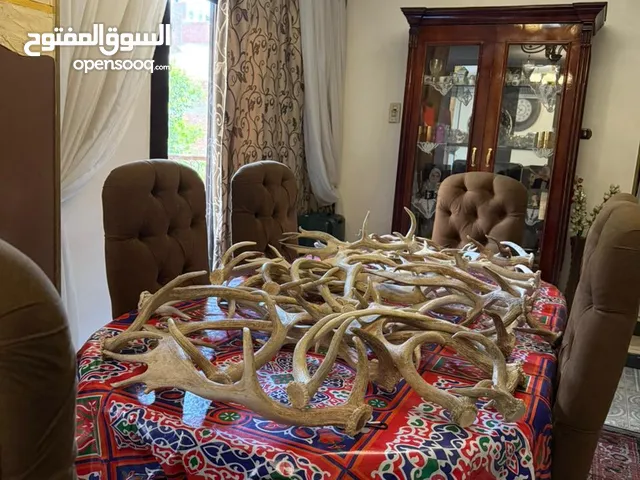 بشتري قرون الغزال الفلودير